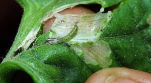 A Tuta absoluta larva on a tomato leaf. The moth, also known as the tomato leaf miner, can destroy entire crops. - Getty Images, Costas Metaxakis/Agence France-Presse