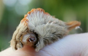 I immediately panicked, as I had heard stories of poisonous Asp caterpillars dropping from trees in Houston