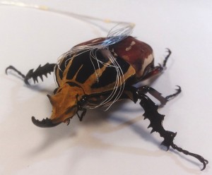 Live male Mecynorhina torquata beetles purchased from Taiwan were used for this experiment. (Credit: Nanyang Technological University, SIngapore)