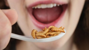 "In this photo illustration a young girl pretends to eat dried mealworms seasoned with an African rub of cinnamon, coriander, pepper and other spices and bought at a store selling insects for human consumption on May 7, 2014 in Berlin, Germany. "