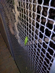 Leaf insect from afar
