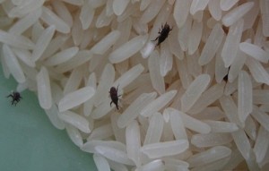 Dark-colored rice weevils are distinctly visible against the white color of rice. (Source: quora.com)