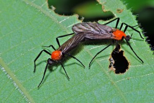 Mating lovebugs. Taken by Bernard DuPont https://commons.wikimedia.org/wiki/File:Love_Bugs_(Plecia_sp.)_(Bibionidae)_(6782832257).jpg